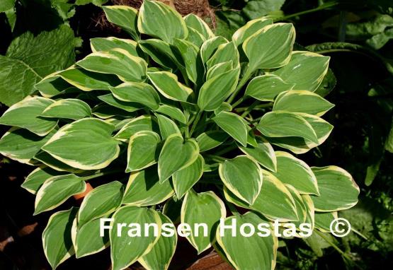 Hosta Rock Island Line